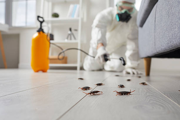 Commercial Kitchen Cockroach Control in Wimauma